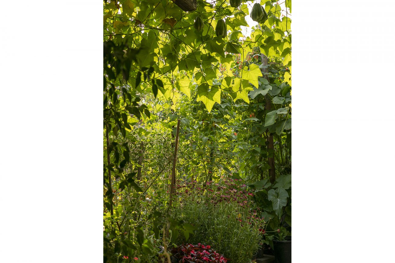 Image of sun through a dense blanket of garden plants