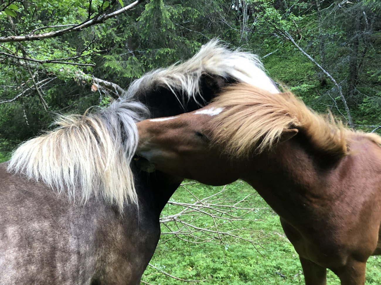 Photograph of two Colts, Moline and Everest grooming each other with their mouths. Moline is dark brown with cream colored hair. Everest is red with a white diamond on his nose. They are standing in green grass, with green confires above their heads.