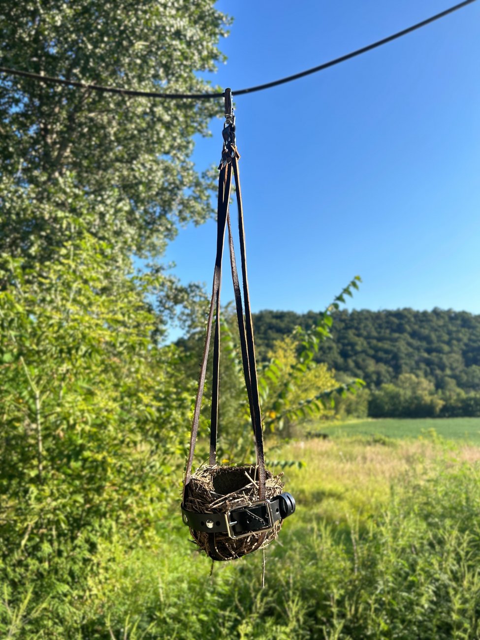 A nest, suspended by leather straps, hangs in a field. A buckled belt is wrapped around the nest. 