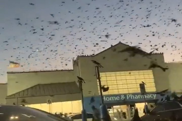 Swarm of birds in a blue gray sky, flying above a store that reads "Home & Pharmacy" above the door
