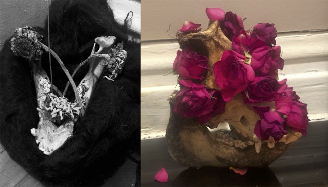 Two photographs of the pig skull, the left in black and white, both showing it with different ornamentations
