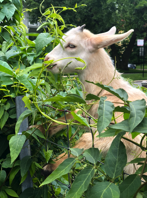 Photograph of a Goat kid, Scout, eating a tangle of green bindweed. Scout’s two front hoofs are resting on a grey chain link fence.