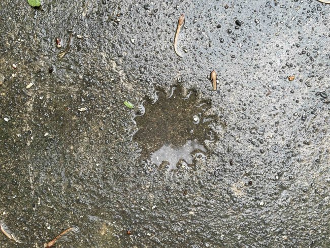 An impression of a gear or flower-shape in cement that is damp from the rain. The shallow indentation of the gear is filled with water.